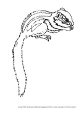 Streifenhörnchen.pdf